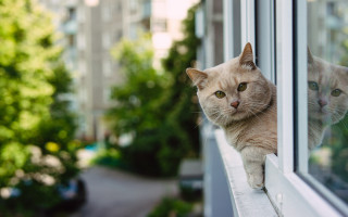 Cat window outdoor green tree - neoism free wallpaper for desktop