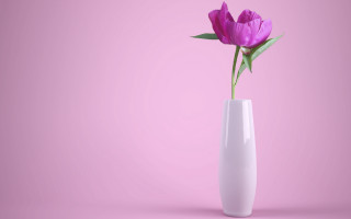 White vase purple flower pink - a white vase free wallpaper for desktop