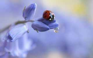 Ladybug flower water drop macro - back end free wallpaper