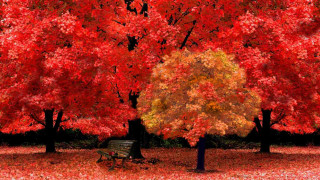 Park bench autumn leaves tree - red leaf free wallpaper