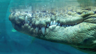 Large alligator swimming open mouth - tooth free wallpaper