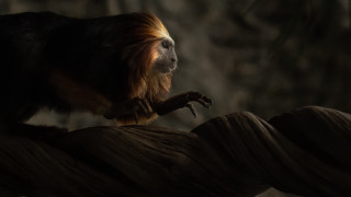 Monkey rope dark room tree - a monkey free wallpaper for desktop