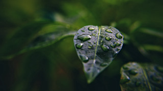 Leaf water droplets green background 2 - the foreground of the image free wallpaper
