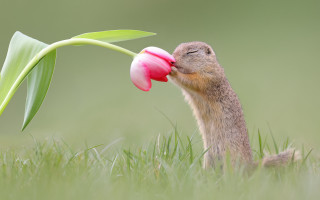 Squirrel sniffing flower macro nature - its mouth open free wallpaper
