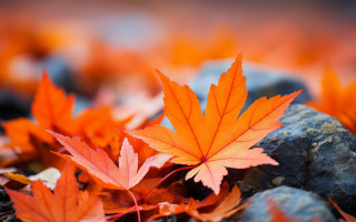 Orange leaves rocky ground autumn - a group free wallpaper