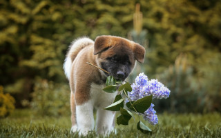 Puppy flower field grass trees - a puppy free wallpaper for desktop