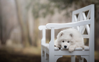 White dog on bench in - his head on free wallpaper