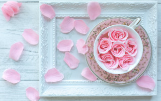 Pink rose petals still life - pink petal free wallpaper