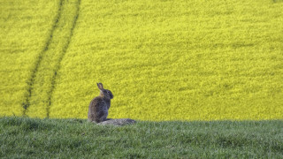 Rabbit green field yellow flowers - a lush green field of grass next free wallpaper for desktop