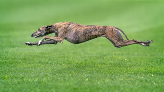 Dog jumping frisbee grassy field - a frisbee free wallpaper