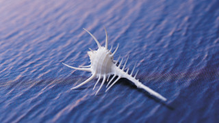White sea urchin blue water - sharp foccus ilustration free wallpaper