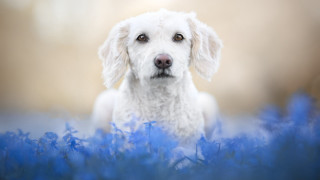 White dog blue flowers sad - a white dog free wallpaper