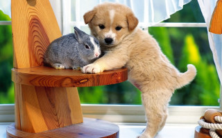 Puppy rabbit cuddling sleeping furry - funny free wallpaper for desktop
