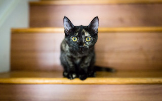 Black cat staircase optical illusion - a black cat free wallpaper