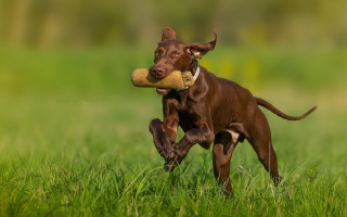 Dog bone field blurry background - a blurry background of trees free wallpaper