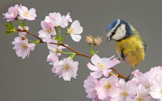 Bird branch pinkflowers ecological art - nature free wallpaper