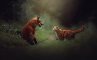 Cats playing in woods night - two cat free wallpaper