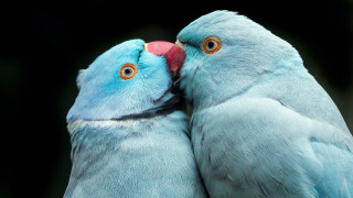 Blue birds orange eyes beaks - free animals wallpaper