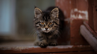 Small kitten sad looking wooden - sinister free wallpaper