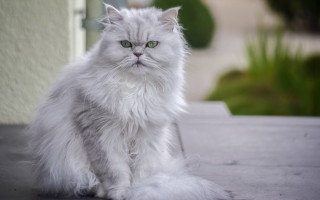 White cat table outside green - a table outside free wallpaper
