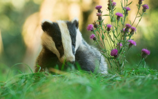 Badger purple flower field nature - david dougal williams free wallpaper