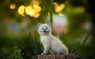 White kitten blue eyes wooden 2 - a white kitten free wallpaper