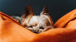 Small dog sleeping orange blanket - a small dog free wallpaper