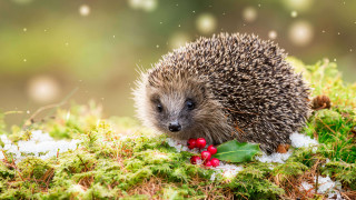 Hedgehog mossy berries leaves christmas - a hedgehog free wallpaper