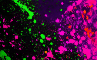 Colorful fluorescent neoplasticism glowing microscopic - fluorescent free wallpaper for desktop