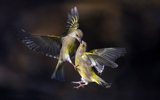 Birds spread wings owl crow - wing free wallpaper