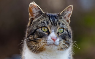 Black cat green eye portrait - a green eye free wallpaper