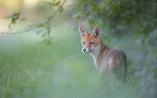 Fox grass distant background nature - a fox free wallpaper for desktop