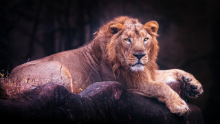 Lion lying on rock dark - a rock in the dark free wallpaper