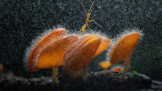 Praying mantis flower rain microscopic - adrian zingg free wallpaper