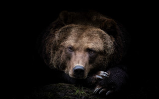Brown bear sitting rock dark - a rock in the dark free wallpaper