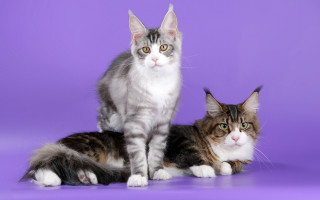 Grey white cats purple background - bourgeoi free wallpaper