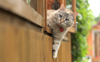 Cat wooden door red collar - a red collar free wallpaper for desktop
