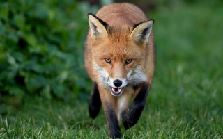 Red fox running grassy field 2 - a grassy field free wallpaper for desktop