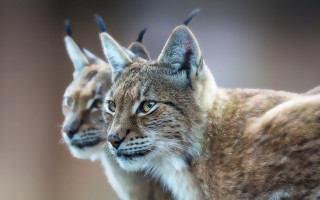 Lynx couple blurry animal photography - a blurry photo free wallpaper for desktop