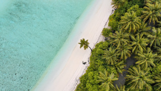 Beach palm tree white sand - a white sand beach free wallpaper