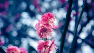 Pink flower bokeh cherry blossoms - chang daichien free wallpaper for desktop