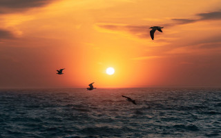 Birds ocean sunset flight sky - sunset over the ocean free wallpaper