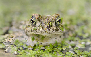 Frog green eyes rock water - green plant free wallpaper