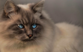 Cat blue eyes renaissance marble - a blurry background of the image free wallpaper