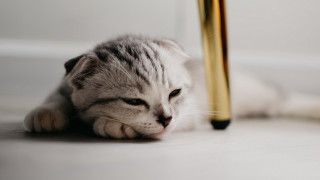 Cat golden pole laying blurry - a pole free wallpaper