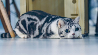 Cat floor chair door carlos - the floor next free wallpaper