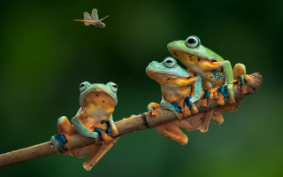 Three frogs branch dragon bird - a small bird free wallpaper