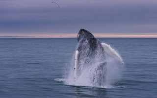 Gray whale jumping open mouth - mouth wide open free wallpaper for desktop