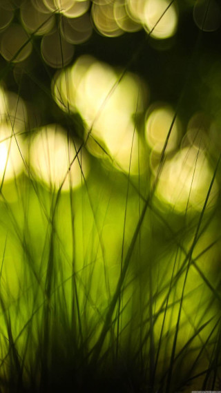 Blurry grass green background light - claire dalby free wallpaper for mobile