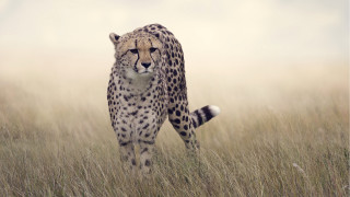 Cheetah field tallgrass wildlife puzzle - a blurry background of the grass free wallpaper